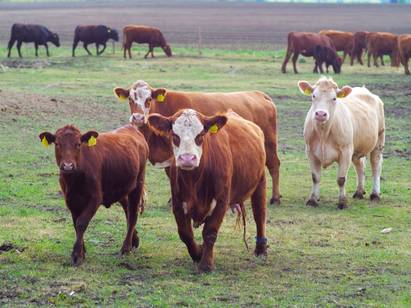 livestock