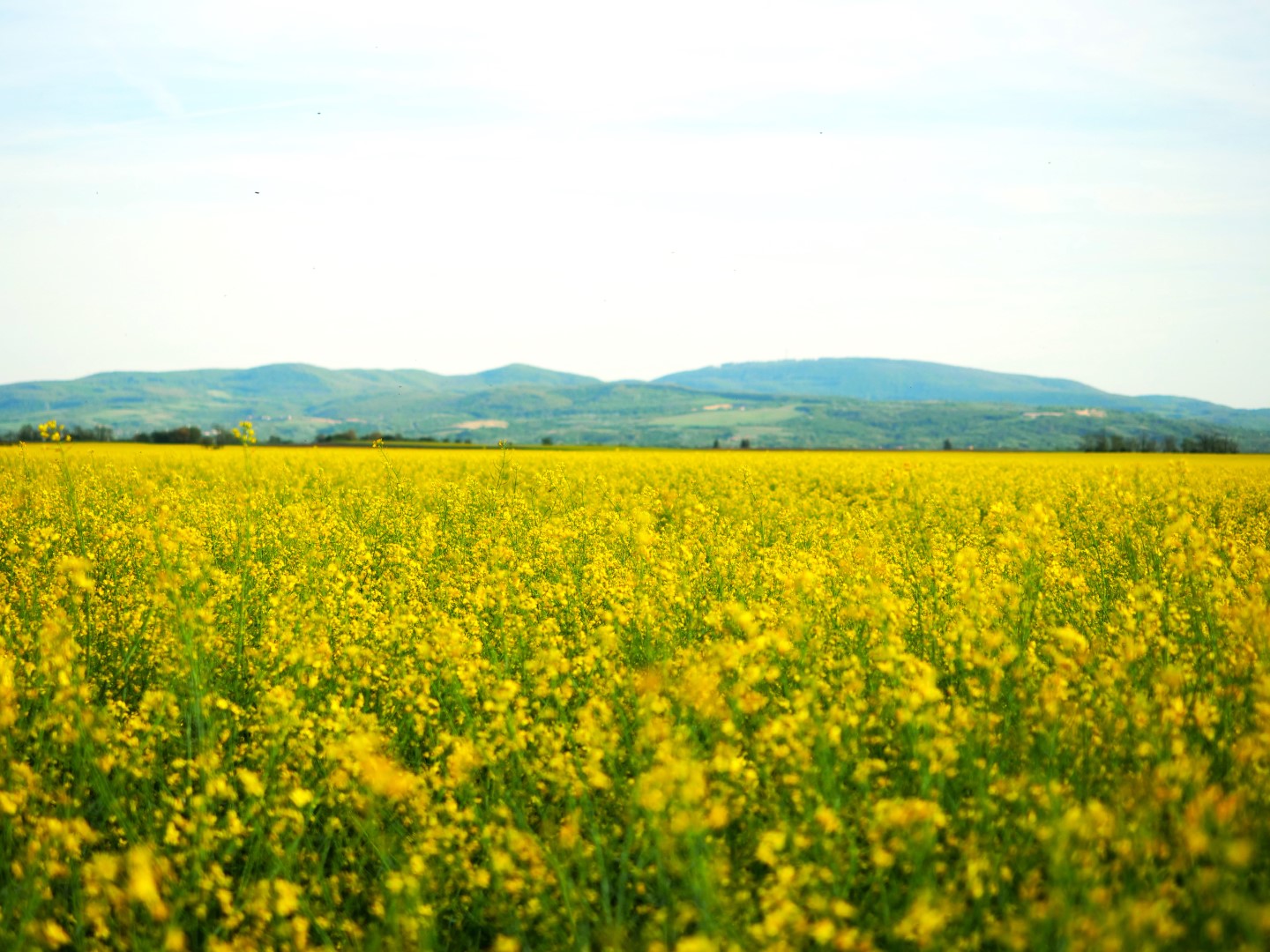 rapeseed