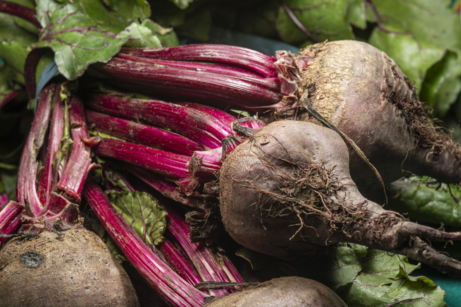 sugar beet