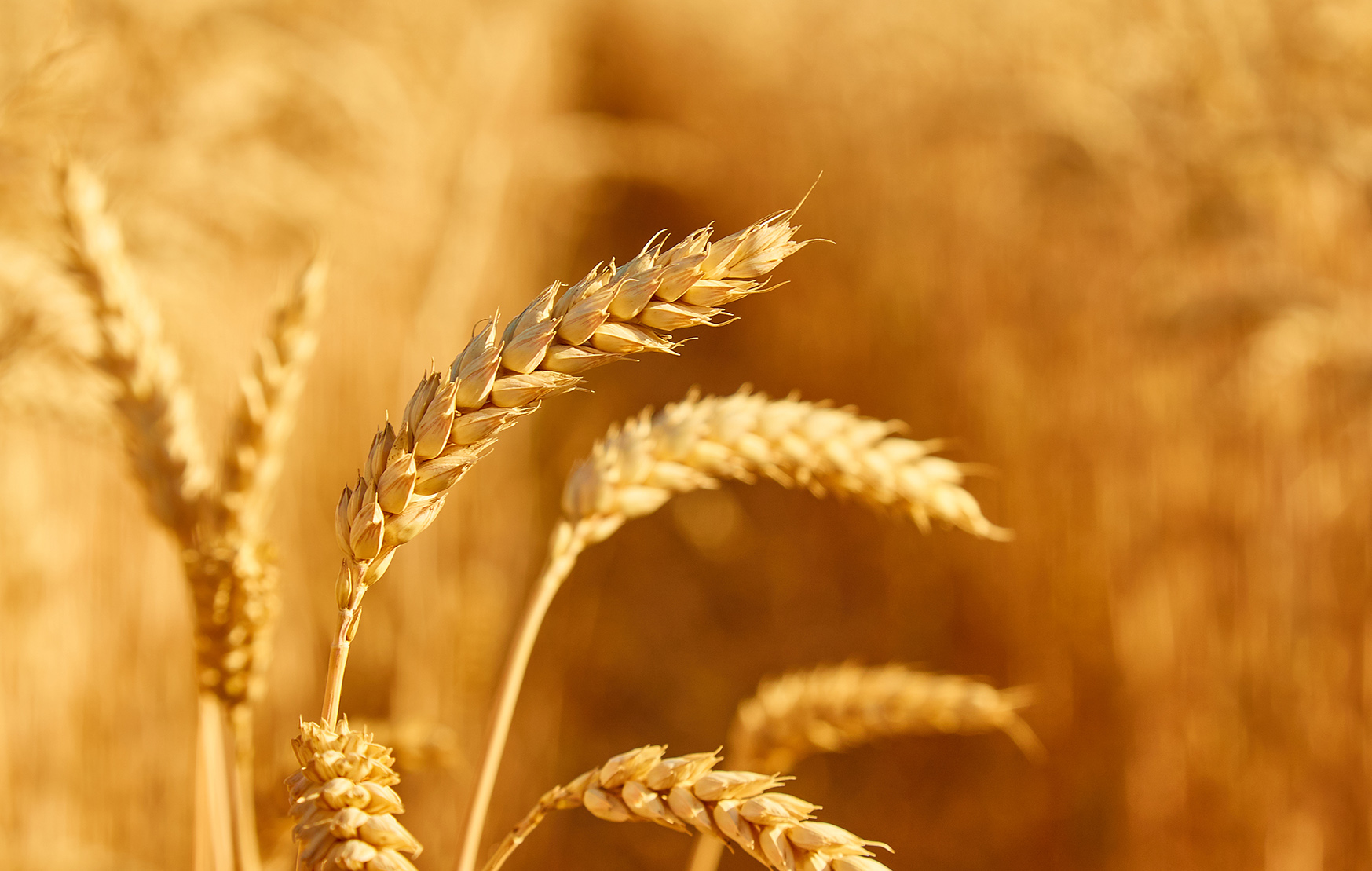 wheat